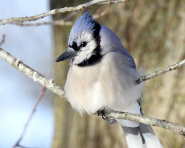 Mavi Jay (siyanocitta cristata) Kuzey Amerika 'nın arka bahçesi