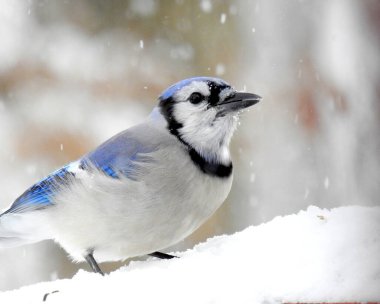 Mavi Jay (siyanocitta cristata) Kuzey Amerika 'nın arka bahçesi
