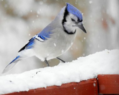Mavi Jay (siyanocitta cristata) Kuzey Amerika 'nın arka bahçesi