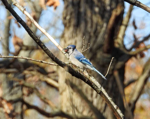Niebieski Jay Cyanocitta Cristata Podwórkowy Ptak Ameryki Północnej — Zdjęcie stockowe
