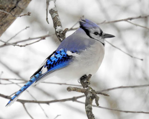 Blue Jay Cyanocitta Cristata 北美后院鸟 — 图库照片