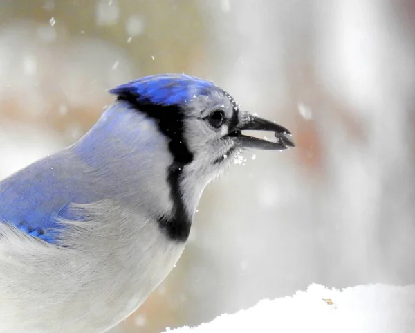 Blue Jay Cyanocitta Cristata Achtertuin Vogel Van Noord Amerika — Stockfoto