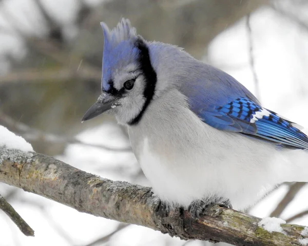 Niebieski Jay Cyanocitta Cristata Podwórkowy Ptak Ameryki Północnej — Zdjęcie stockowe