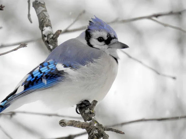 Blue Jay Cyanocitta Cristata Achtertuin Vogel Van Noord Amerika — Stockfoto