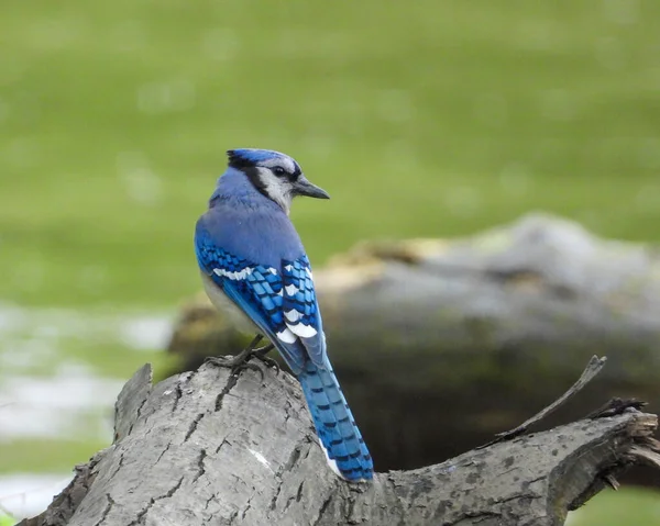 Blue Jay Cyanocitta Cristata Backyard Bird North America Stock Photo