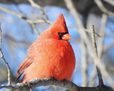 Kuzey Kardinal (Cardinalis cardinalis) Kuzey Amerika 'nın arka bahçesi