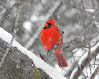 Kuzey Kardinal (Cardinalis cardinalis) Kuzey Amerika 'nın arka bahçesi