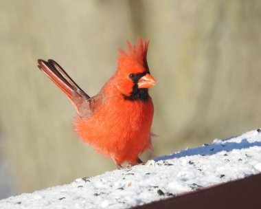 Northern Cardinal (Cardinalis cardinalis) Backyard Bird of North America clipart