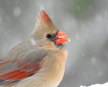 Kuzey Kardinal (Cardinalis cardinalis) Kuzey Amerika 'nın arka bahçesi