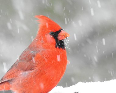 Kuzey Kardinal (Cardinalis cardinalis) Kuzey Amerika 'nın arka bahçesi