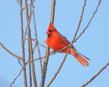 Kuzey Kardinal (Cardinalis cardinalis) Kuzey Amerika 'nın arka bahçesi
