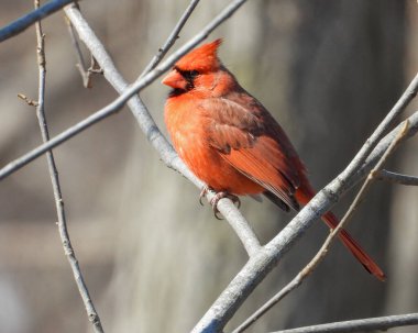 Kuzey Kardinal (Cardinalis cardinalis) Kuzey Amerika 'nın arka bahçesi