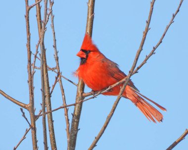 Kuzey Kardinal (Cardinalis cardinalis) Kuzey Amerika 'nın arka bahçesi