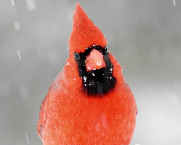 Kardinál Severní Cardinalis Cardinalis Pták Severní Ameriky — Stock fotografie