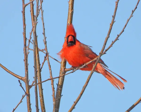 Northern Cardinal (Cardinalis cardinalis) Backyard Bird of North America