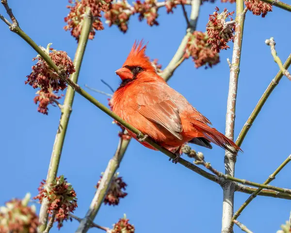 Северный Кардинал Cardinalis Cardinalis Задняя Птица Северной Америки — стоковое фото