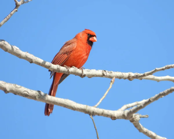 Noordse Kardinaal Cardinalis Cardinalis Achtertuin Vogel Van Noord Amerika — Stockfoto