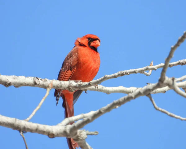 Northern Cardinal Cardinalis Cardinalis Backyard Bird North America — Stock Photo, Image