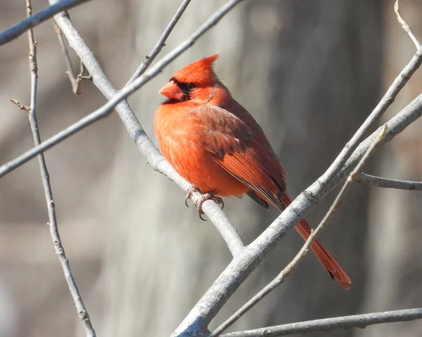Nördlicher Kardinal Cardinalis Cardinalis Hinterhof Vogel Nordamerikas — Stockfoto