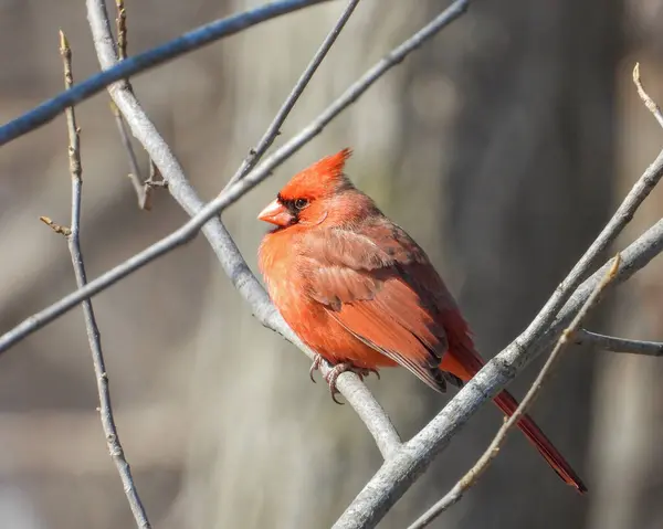 Kuzey Kardinal Cardinalis Cardinalis Kuzey Amerika Nın Arka Bahçesi — Stok fotoğraf