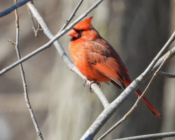 Kardynał Północny Cardinalis Cardinalis Ptak Przydomowy Ameryki Północnej — Zdjęcie stockowe
