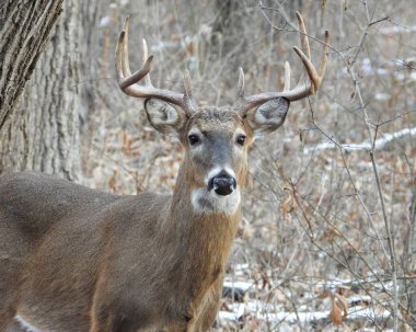 Beyaz kuyruklu geyik (Odocoileus virginianus) Kuzey Amerika memelisi