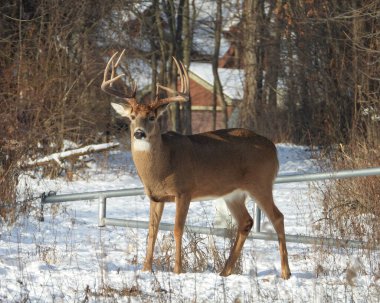 Beyaz kuyruklu geyik (Odocoileus virginianus) Kuzey Amerika memelisi