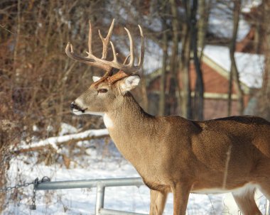 Beyaz kuyruklu geyik (Odocoileus virginianus) Kuzey Amerika memelisi