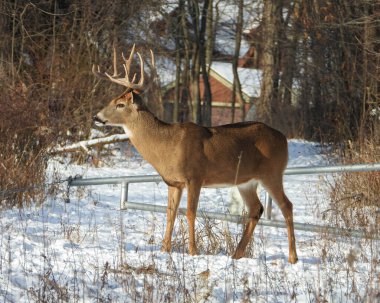 Beyaz kuyruklu geyik (Odocoileus virginianus) Kuzey Amerika memelisi