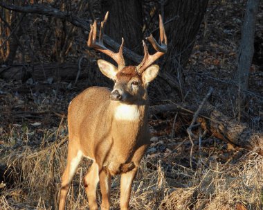 Beyaz kuyruklu geyik (Odocoileus virginianus) Kuzey Amerika memelisi