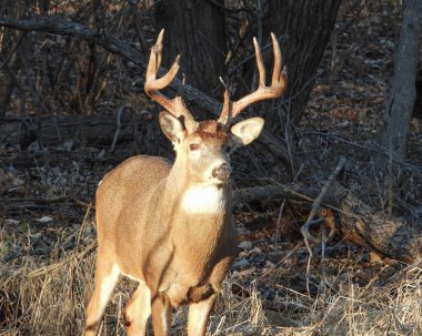 Beyaz kuyruklu geyik (Odocoileus virginianus) Kuzey Amerika memelisi