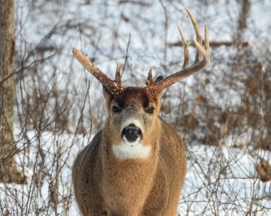 Beyaz kuyruklu geyik (Odocoileus virginianus) Kuzey Amerika memelisi