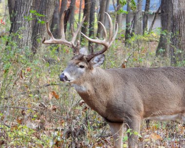 Beyaz kuyruklu geyik (Odocoileus virginianus) Kuzey Amerika memelisi