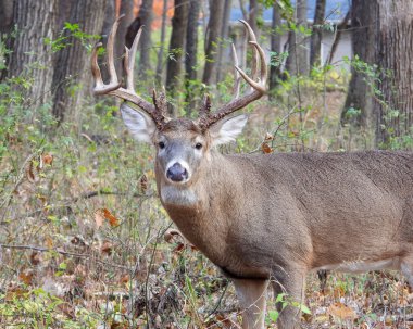 Beyaz kuyruklu geyik (Odocoileus virginianus) Kuzey Amerika memelisi