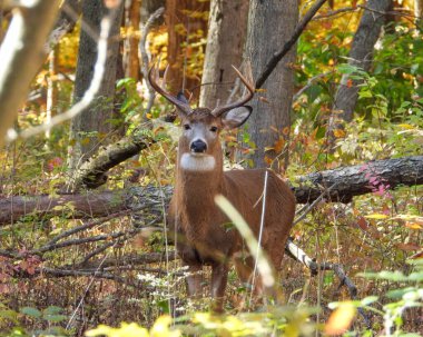 Beyaz kuyruklu geyik (Odocoileus virginianus) Kuzey Amerika memelisi