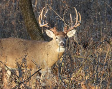 Beyaz kuyruklu geyik (Odocoileus virginianus) Kuzey Amerika memelisi