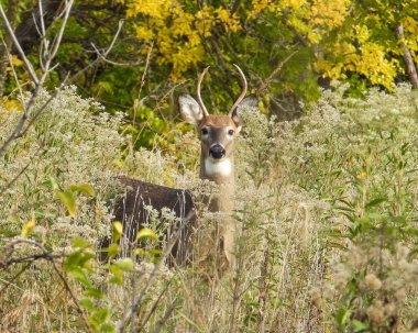 Beyaz kuyruklu geyik (Odocoileus virginianus) Kuzey Amerika memelisi