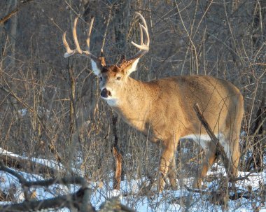 Beyaz kuyruklu geyik (Odocoileus virginianus) Kuzey Amerika memelisi