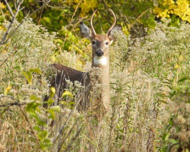 Beyaz kuyruklu geyik (Odocoileus virginianus) Kuzey Amerika memelisi