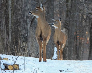 Beyaz kuyruklu geyik (Odocoileus virginianus) Kuzey Amerika memelisi
