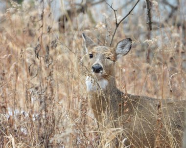 Beyaz kuyruklu geyik (Odocoileus virginianus) Kuzey Amerika memelisi