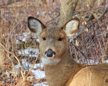 Beyaz kuyruklu geyik (Odocoileus virginianus) Kuzey Amerika memelisi