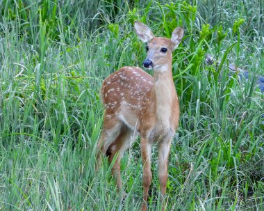 Beyaz kuyruklu geyik (Odocoileus virginianus) Kuzey Amerika memelisi