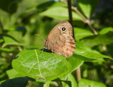 Orman Perisi (Cercyonis pegala) Kuzey Amerika Kelebeği