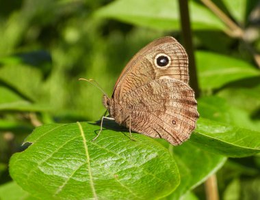 Orman Perisi (Cercyonis pegala) Kuzey Amerika Kelebeği