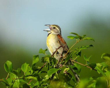 Dickcissel (Spiza americana) Kuzey Amerika Otlağı Kuşu
