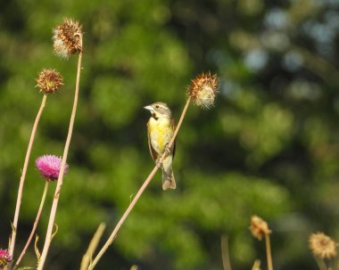 Dickcissel (Spiza americana) Kuzey Amerika Otlağı Kuşu