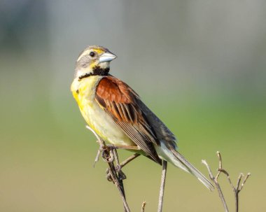 Dickcissel (Spiza americana) North American Grassland Bird clipart