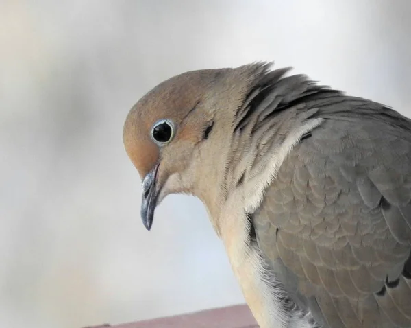 Trauernde Taube Trauernde Taube Zenaida Macroura Nordamerikanischer Hinterhofvogel — Stockfoto