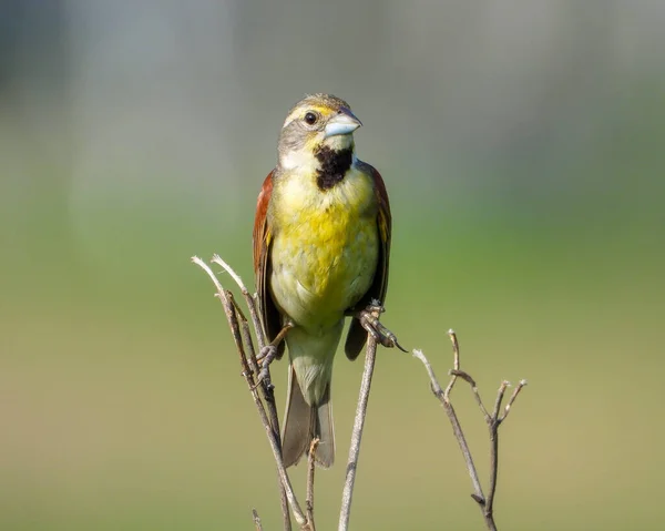 Dickcissel Spiza Americana North American Grassland Bird — Fotografia de Stock